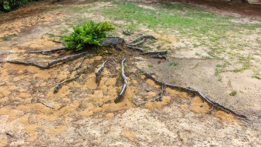 Ormanda, Kanazawa, Japonya 'da kesilmiş ağacın kökleri.
