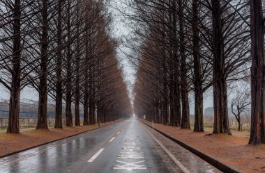 Metasequoia ağaçları, Makino, Shiga Bölgesi, Japonya. Ağaçlar kestane plantasyonlarını korumak için dikildi. Yol işaretlemesinin çevirisi: ileride kesişen yollar.