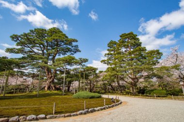 Kenrokuen Bahçeleri, Kanazawa, Ishikawa Bölgesi, Japonya 'da çam ağaçları ve kiraz çiçekleri arasından geçen patika. Kenrokuen, Japonya 'nın üç büyük bahçesinden biridir..