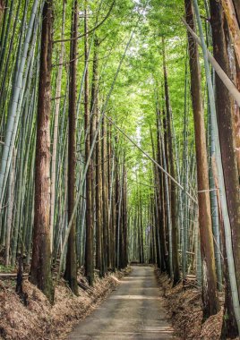 Yazın bambu ormanlarında gün ışığı yolu, Kanazawa, Ishikawa Bölgesi, Japonya.