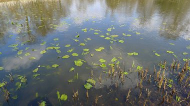 Yüzen yapraklarla gölün yaz manzarası ve sudaki ağaçların yansıması ve mavi gökyüzü. Cheshire, İngiltere.