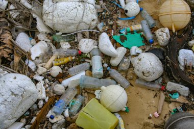 Doğu Çin Denizi, Naha, Okinawa, Japonya sahillerinde karaya vurmuş..