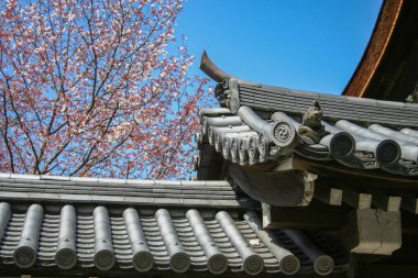 Japon tapınağının çatısı, çiçek açan kiraz çiçekleriyle birlikte görünüyor. Kanazawa, Ishikawa Bölgesi, Japonya.