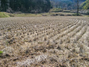 Kışın pirinç tarlası, Kanazawa, Ishikawa Bölgesi, Japonya.