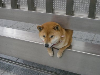 Japon shibu inu köpeği metal kapıdan dışarı bakıyor. Kanazawa, Ishikawa Bölgesi, Japonya.