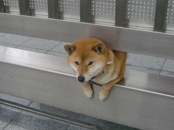 Japansk Shibu Inu Hund Tittar Från Metalldörren Kanazawa Regionen Ishikawa — Stockfoto