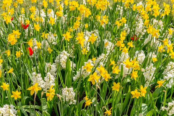 Поле Нарциссов Красными Тюльпанами Полном Цвету Весной Стокпорт Чешир Великобритания Стоковая Картинка