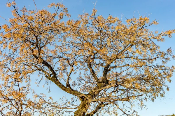 Gingko tree with bright orange leaves, seen against clear blue sky in winter, at Kurashiki, Japan. This tree is also known as ginkgo biloba, ginkgo or the maidenhair tree.