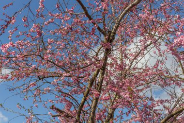 Mavi gökyüzüne karşı pembe kiraz ağaçları. Stockport, İngiltere.