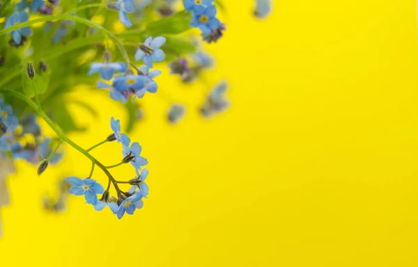 bouquet of forget-me-nots in a light basket on a yellow background