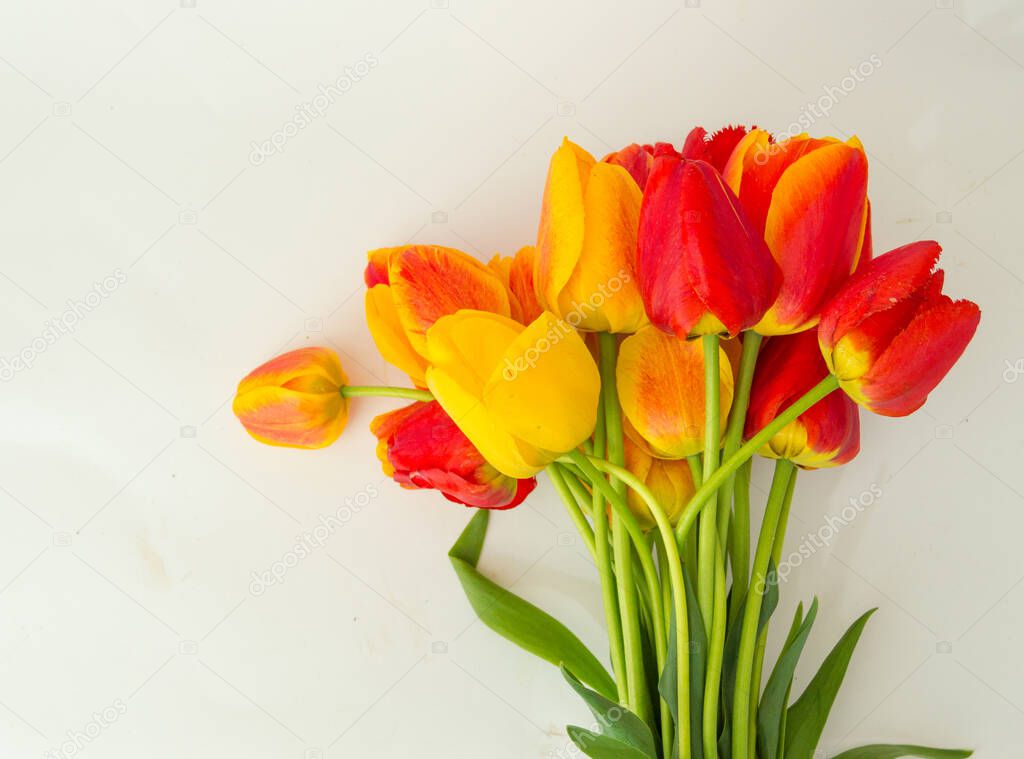 Creative arrangement of tulips on white background. Flat lay.