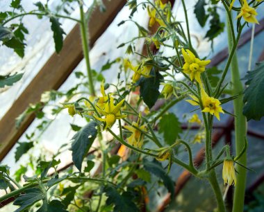 Harika fotoğraf. yatay fotoğraf. Arka arkaya bir domates çiçeği tarlası. Yaz zamanı. Güneşli bir gün. Yabani otlar olmadan temiz alan. Seradaki bitkiler. sera domatesleri.