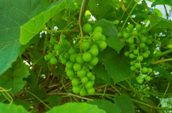 Green grape for fresh food green salad,Green grape garden in the central of Thailand,Fresh green grape for good winery industrial.Fresh green grapes for healthy lover diet item.