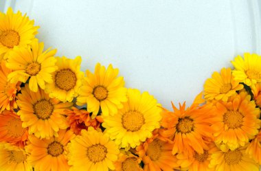 Calendula. Beyaz yapraklı çiçekler.