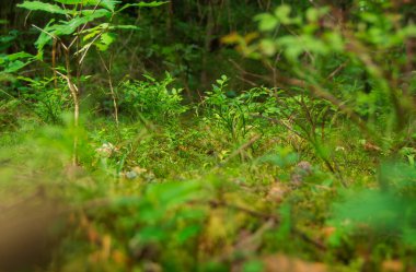Yumuşak odak noktasındaki orman yeşilliğine yakın çekim