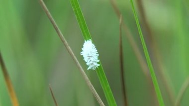 Mealybug, Pseudococcidae familyasındaki, zırhsız böceklerdir. Beyaz larva böceği ağaca tırmanır, bir böcek, vahşi hayatta makroyu görür