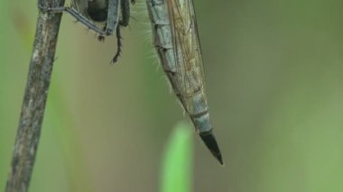 Asilidae, Suikastçı Sinekler. Kıllı soyguncu ağzında sinekle uçar. Yeşil yaprağın üzerinde oturuyor ve sinek suyu emiyor. Vahşi hayatta böcek makrosu görüntülensin