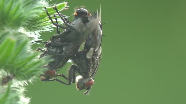 Rituais Namoro Insetos Acasalamento Diptera Two Tachinidae Carcelia Tachina Voa — Vídeo de Stock