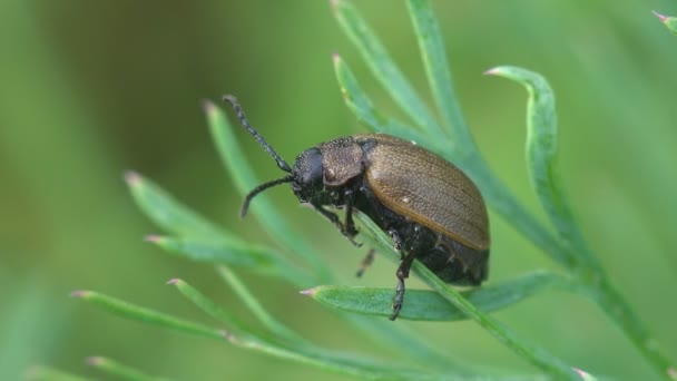 Brown Beetle Sits Green Stalks Grass Macro View Insect Wildlife — Stock Video