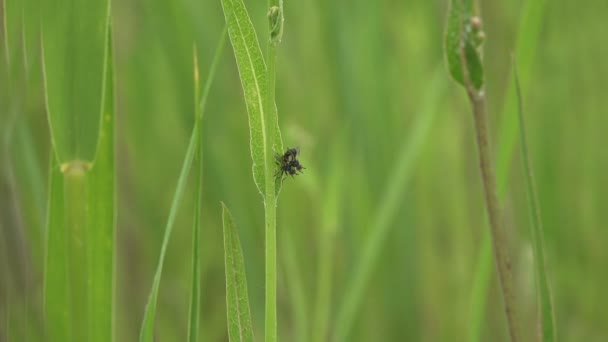 Dois Tachinid Voam Movimento Ativo Rituais Namoro Insetos Acasalamento Gymnosoma — Vídeo de Stock