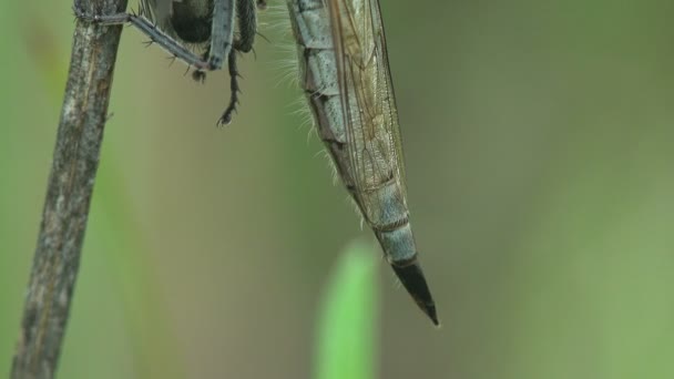 Asilidae Suikastçı Sinekler Kıllı Soyguncu Ağzında Sinekle Uçar Yeşil Yaprağın — Stok video