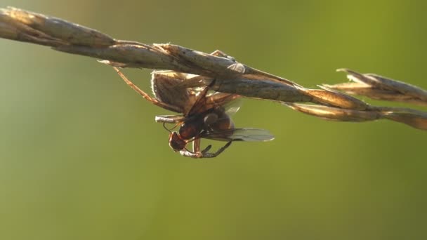 跳跃的蜘蛛攻击并抓住苍蝇 用爪子把苍蝇紧紧地抓在干枯的草茎上 上面撒满了干枯的种子 清晨蒙上了露珠 — 图库视频影像