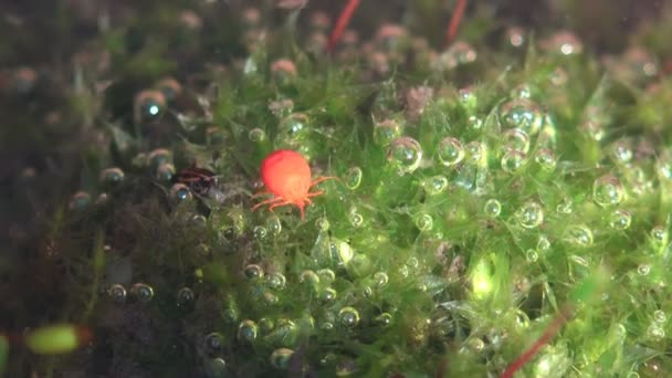 Hydrachna Genus Mites Family Hydrachnidae Sole Genus Family Red Tick — Stock Video