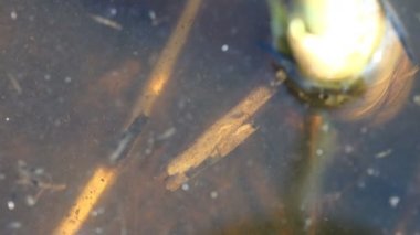 Suyun altındaki makro böceğe bakın. Caddisfly, ya da Trichoptera sipariş ormanda küçük bir bataklık boyunca sürünerek, yiyecek aramak - diğer böcekler