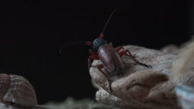 Macro 'yu vahşi hayatta böceğin etrafında görün. Tetropium fuscum, Cerambycidae familyasından kahverengi ladin böceği. Kahverengi ladin boynuzu ladin ağaçlarının baş belasıdır. Dalda otururken