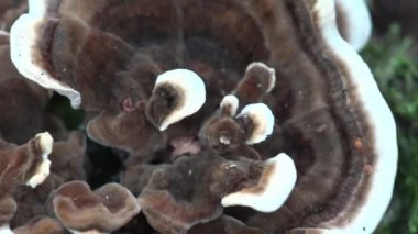 Ağaçta beyaz çizgili kahverengi mantarlar, meyve gövdeleri, ahşap üzerinde büyüyen, yeniden süsleme, oturum, daimi
