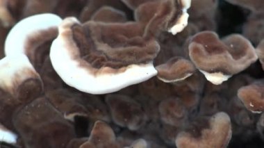 Ağaçta beyaz çizgili kahverengi mantarlar, meyve gövdeleri, ahşap üzerinde büyüyen, yeniden süsleme, oturum, daimi