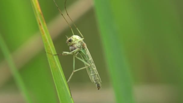 Komár Lesní Sedí Zelené Trávě Makro Pohled Hmyz Přírodě — Stock video