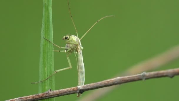 Forest Mosquito Sitting Green Grass Macro View Insect Wildlife — Stock Video