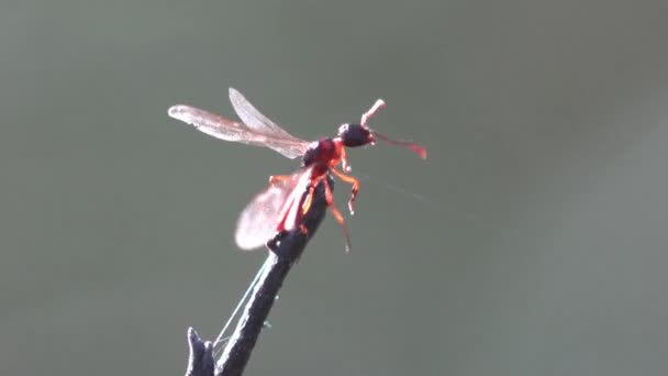 Kanatlı Karınca Yeni Karınca Yuvaları Aramak Amacıyla Çiftleşme Uçuşuna Hazırlanarak — Stok video