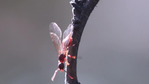 Kanatlı Karınca Yeni Karınca Yuvaları Arayışında Uçmak Niyetiyle Çiftleşme Uçuşuna — Stok video