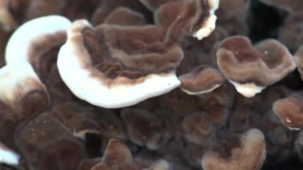 Cogumelos Marrons Com Listras Brancas Árvore Corpos Frutas Crescendo Madeira — Vídeo de Stock