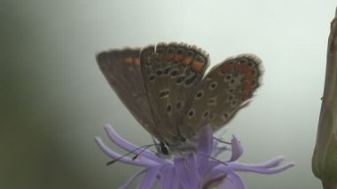 Gümüş saplı mavi (Plebejus argus), Lycaenidae familyasından bir kelebek türü. Macro görünümü yaban hayatında bir böcek