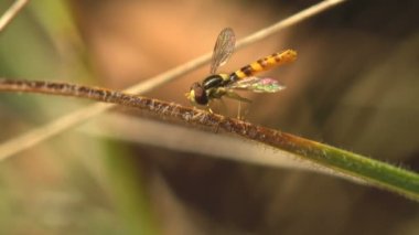 Simosyrphus Grandicornis yaz bahçesinde sarı çiçeğin üzerinde oturuyor, havada asılı duruyor, Macro vahşi hayatta bir böceği görüyor