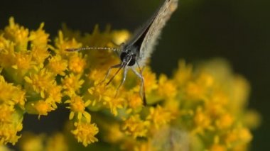 Gümüş saplı mavi (Plebejus argus), Lycaenidae familyasından sarı çiçekte oturan ve nektar içen bir kelebek türü. Macro görünümü yaban hayatında bir böcek