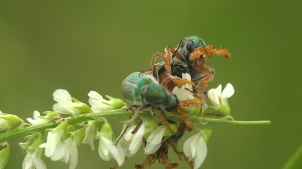 Los Rituales Cortejo Insectos Cerocoma Apareamiento Género Paleártico Escarabajo Ampollas — Vídeo de stock