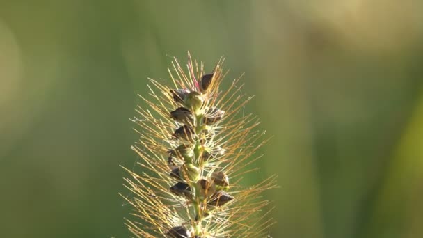 Sementes Grama Secas Fundo Prados Verdes Macro Queda Herbário Grama — Vídeo de Stock