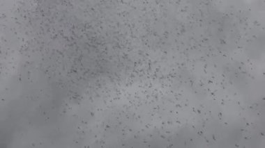 Sivrisinek ve cüce bulutları nehir boyunca ve bataklık ormanı boyunca fırtına öncesi bulutlu gökyüzüne karşı uçar. Macro görünümü yaban hayatında bir böcek