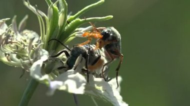 Rüzgarda sallanıyorlar. Böceklerin kur yapma ritüelleri ve çiftleşme serokomu, kabarcık böceğinin Palearktik cinsidir. Hayaller beslenme aparatı ve antenlerinde belirgin bir cinsel dimorfizm gösteriyor. Makro Görüntüle