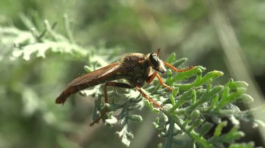 Asilidae, Suikastçı Sinekler. Kıllı soyguncu ağzında sinekle uçar. Yeşil yaprağın üzerinde oturuyor. Vahşi hayatta böcek makrosu görüntülensin