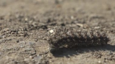 Tüylü tırtıl, yiyecek için yeşil yapraklar aramak için aşırı sıcak bir yolda sürünür. Macro görünümü yaban hayatında bir böcek