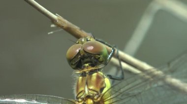 Yusufçuk, yeşil su bataklığına karşı kuru otların üzerinde oturan Odonata siparişidir. Macro vahşi hayatta bir böcek.
