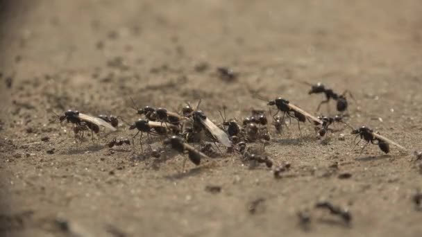 Şçi Karıncalar Yuvadan Bir Karınca Kraliçesi Olarak Sürülürler Kanatlı Karıncalar — Stok video