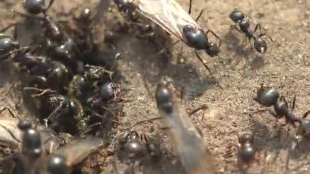 Şçi Karıncalar Yuvadan Bir Karınca Kraliçesi Olarak Sürülürler Kanatlı Karıncalar — Stok video