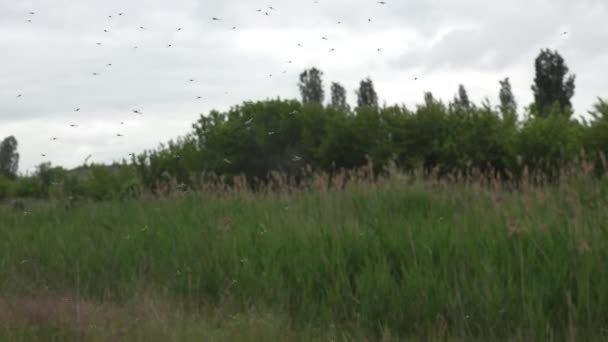 Wolken Van Muggen Muggen Vliegen Paden Langs Rivier Het Moerasbos — Stockvideo