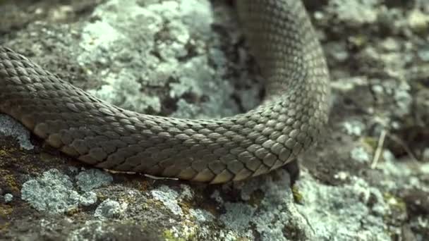 Movimento Corpo Cobra Sobre Pedra Cobras São Répteis Carnívoros Alongados — Vídeo de Stock